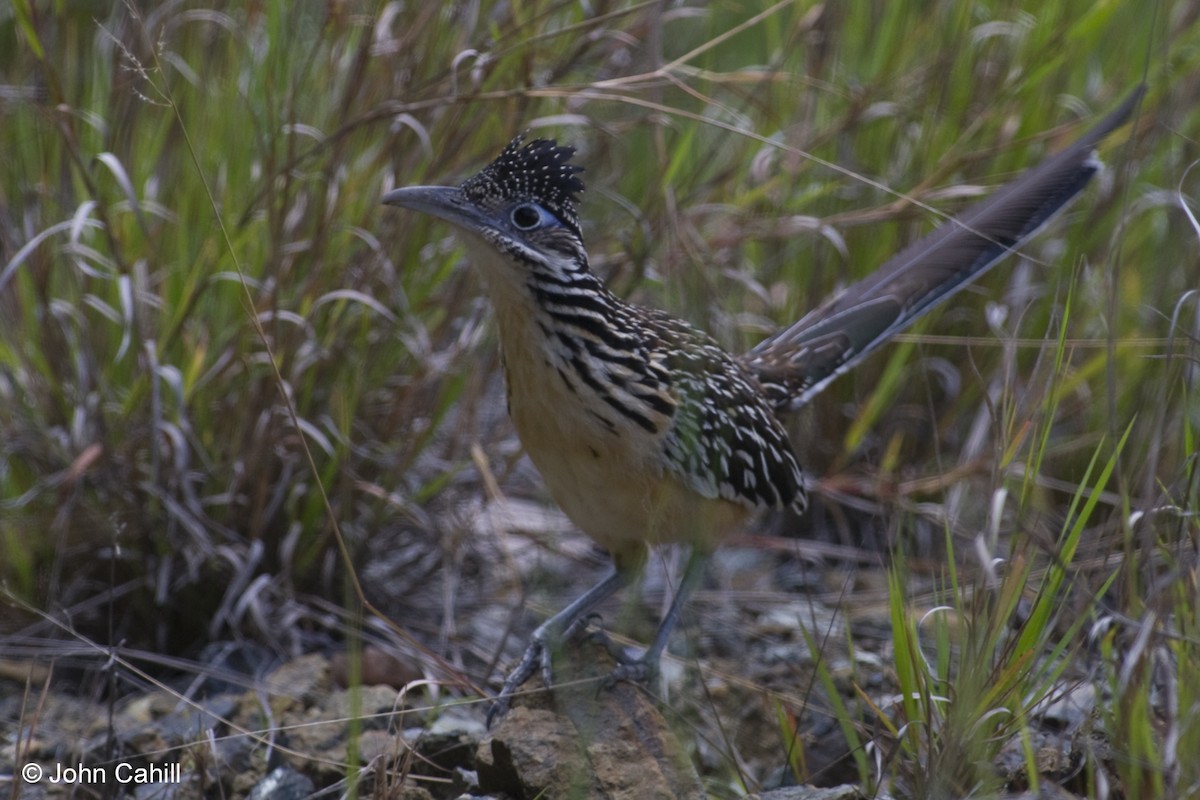 Lesser Roadrunner - ML20098341