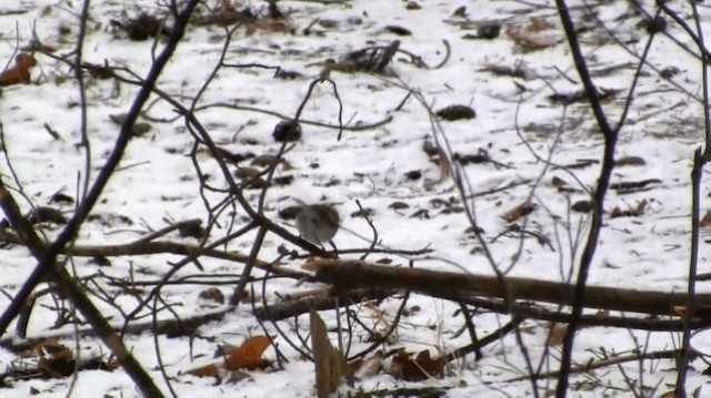 Pallas's Leaf Warbler - ML200983491