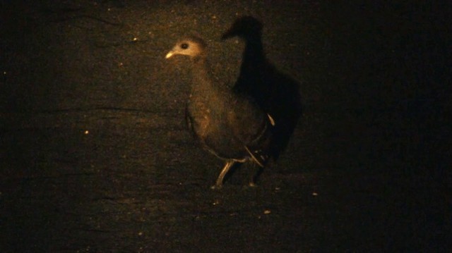 Moluccan Megapode - ML200983571