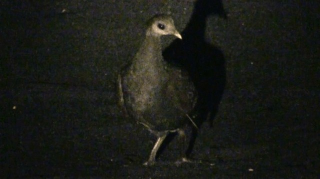 Moluccan Megapode - ML200983581