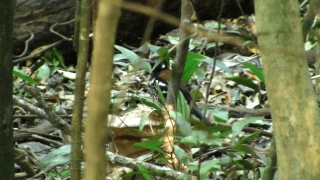 Rusty-backed Thrush - ML200983651