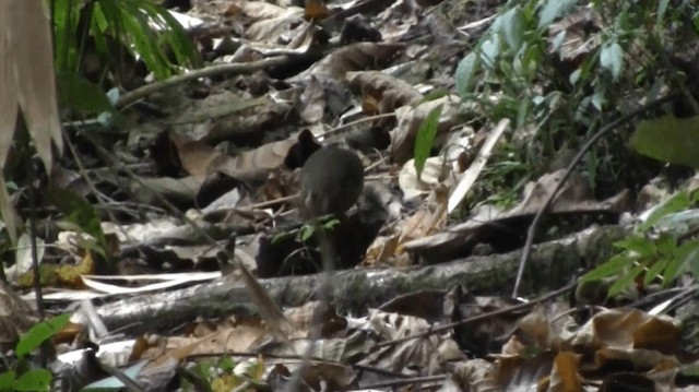 Sulawesi-Blaubrustpitta (celebensis) - ML200983681