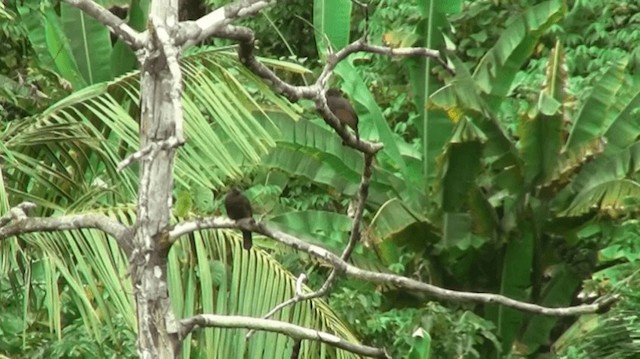 Halmahera Paradise-crow - ML200983691