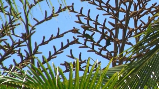 アオミミインコ - ML200983711