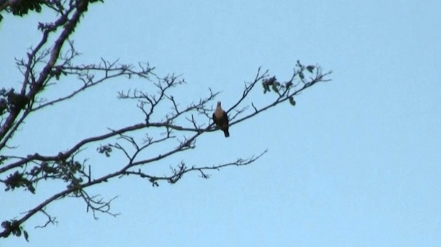 holub morotaiský (ssp. basilica) - ML200983721
