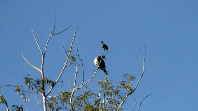 Spectacled Imperial-Pigeon - ML200983761