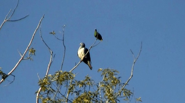 Spectacled Imperial-Pigeon - ML200983771