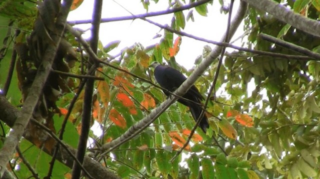 White-faced Cuckoo-Dove - ML200983841