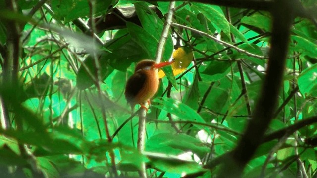 Sulawesi Dwarf-Kingfisher - ML200983881