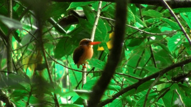 Sulawesi Dwarf-Kingfisher - ML200983891