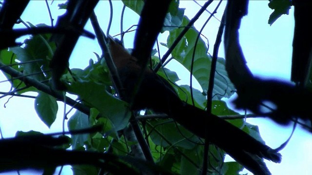 Yellow-billed Malkoha - ML200984111