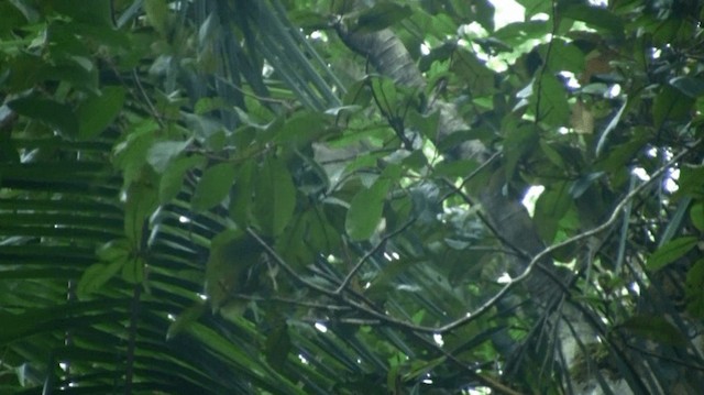 Standardwing Bird-of-Paradise - ML200984141