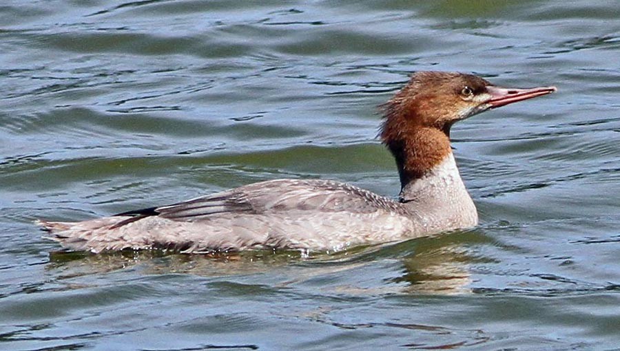 Common Merganser (North American) - ML20098501