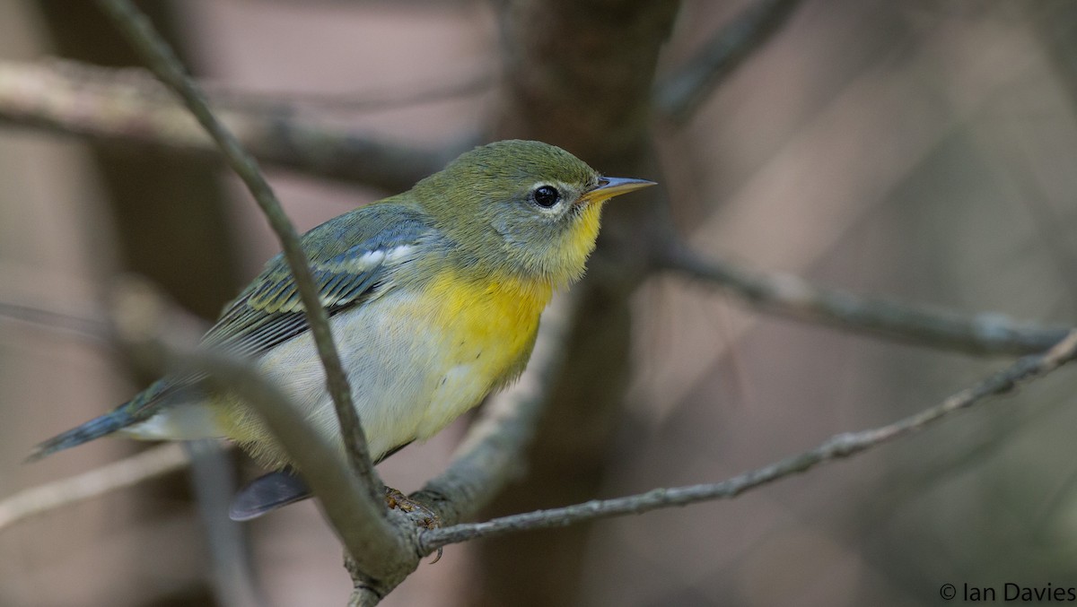 Northern Parula - Ian Davies