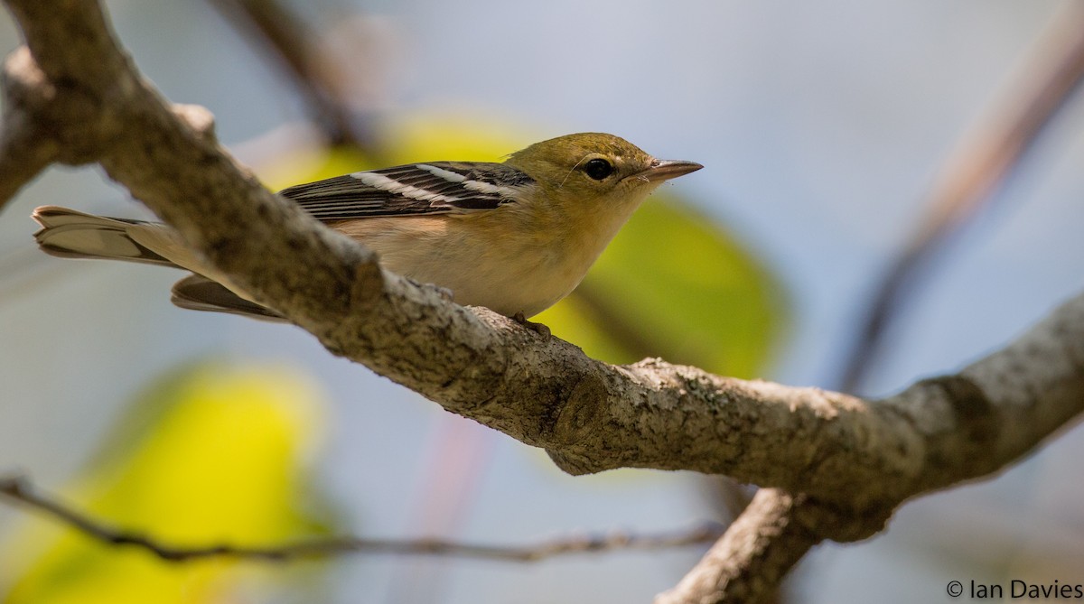 Bay-breasted Warbler - Ian Davies