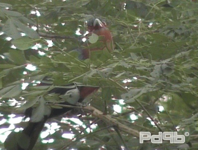 kukačka indonéská - ML200986031