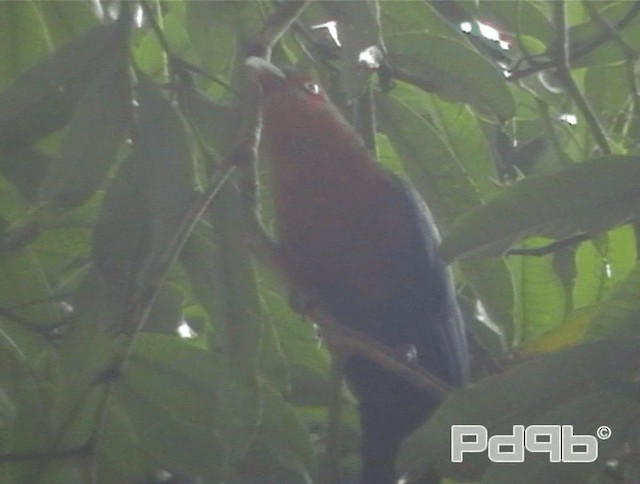 kukačka indonéská - ML200986041