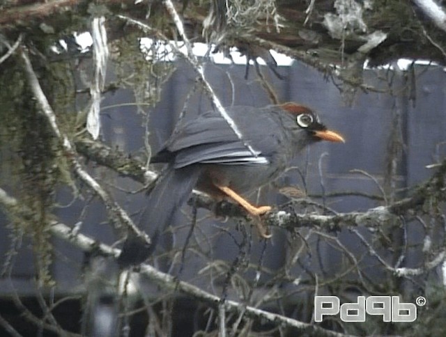 Chestnut-capped Laughingthrush - ML200986051