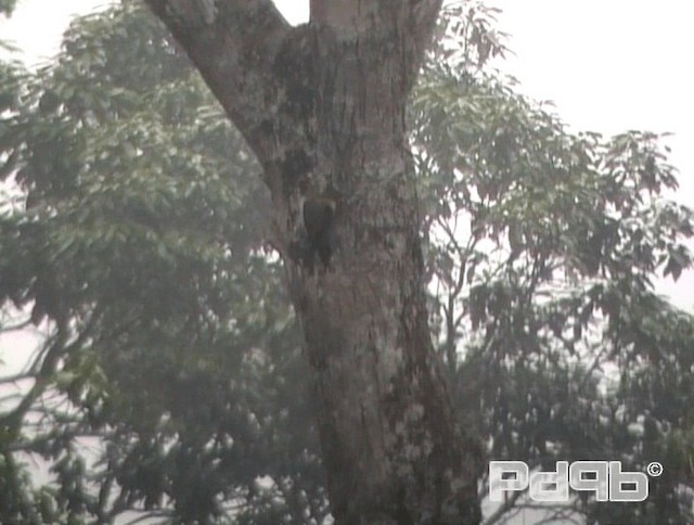 Crimson-winged Woodpecker - ML200986121