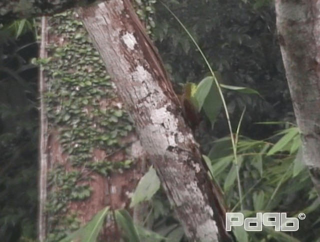 Crimson-winged Woodpecker - ML200986131