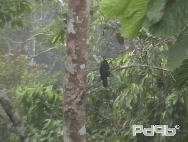 Dusky Broadbill - ML200986161