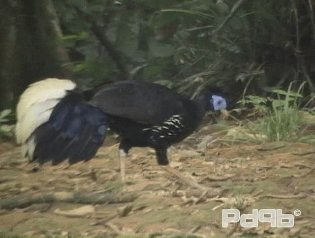 Malayan Crested Fireback - ML200986171