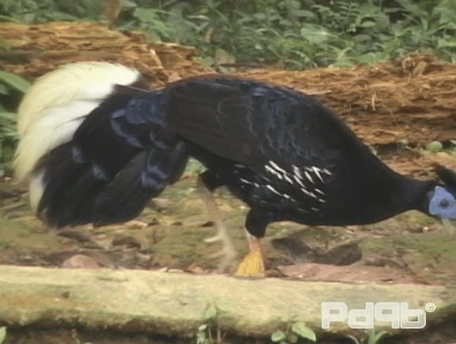 Faisán Noble de Borneo (rufa) - ML200986181