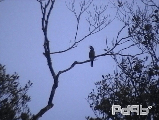 Fire-tufted Barbet - ML200986231