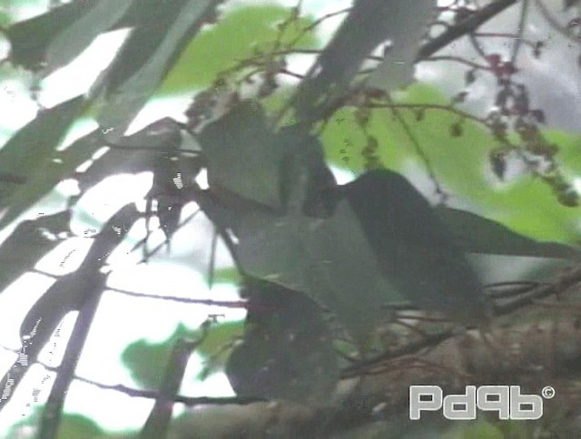 Hume's White-eye - ML200986301