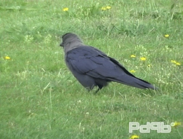 House Crow - ML200986421