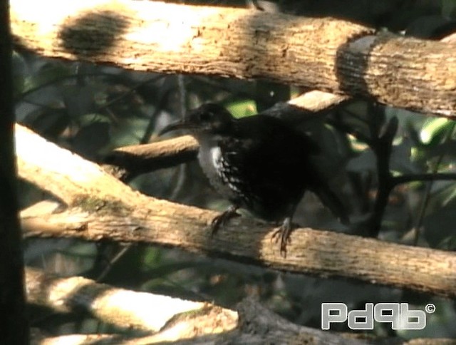 Large Scimitar-Babbler - ML200986451