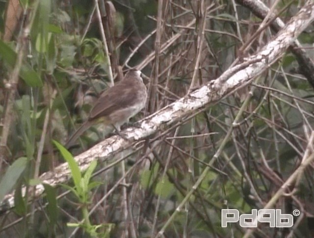 Yellow-vented Bulbul - ML200986551