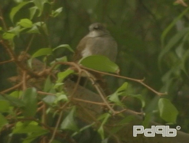 Bulbul de Anteojos - ML200986591