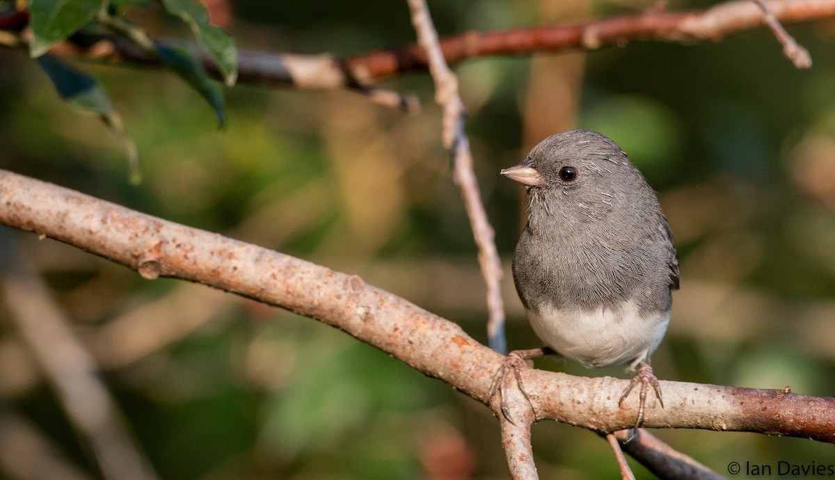 vinterjunko (hyemalis/carolinensis) - ML20098661