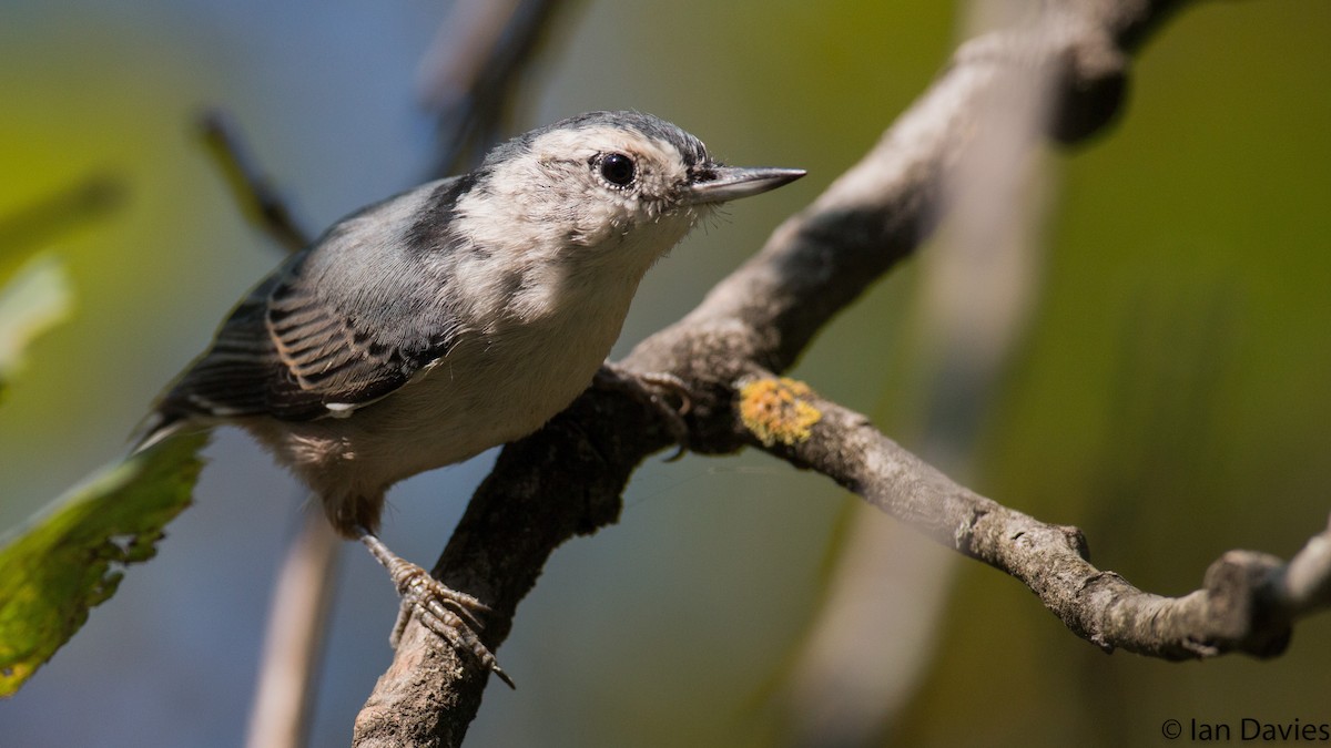 Каролинский поползень (carolinensis) - ML20098711