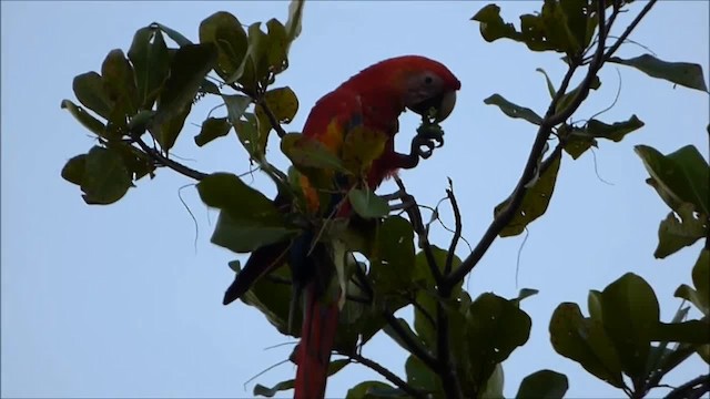 Scarlet Macaw - ML200988091