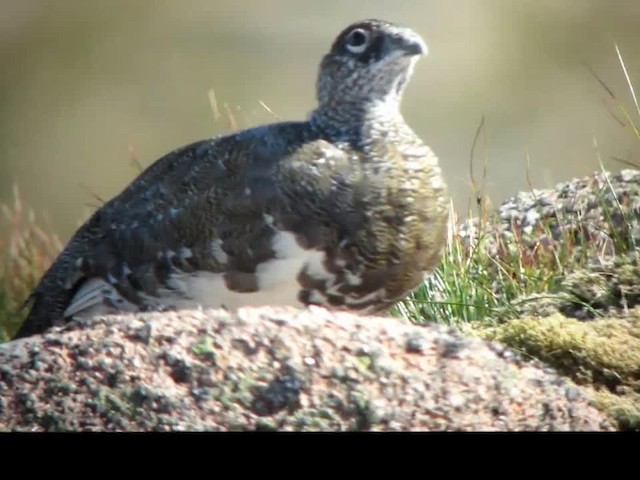 Rock Ptarmigan - ML200988141