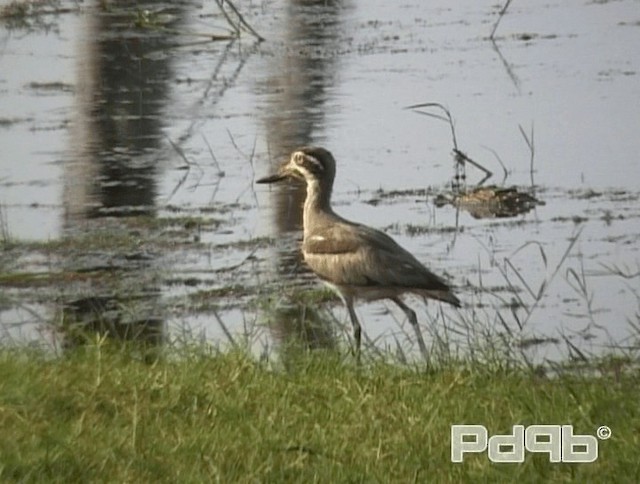 Great Thick-knee - ML200988351