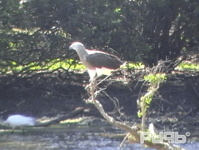 Gray-headed Fish-Eagle - ML200988421