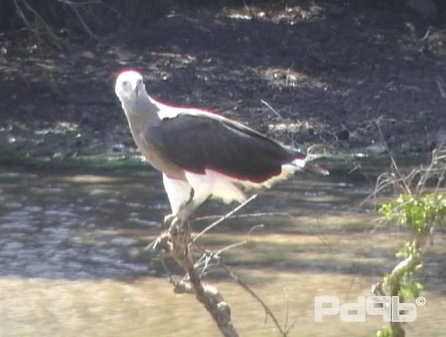 Gray-headed Fish-Eagle - ML200988431