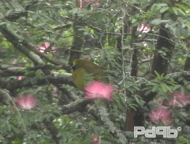 Yellow-eared Bulbul - ML200988531