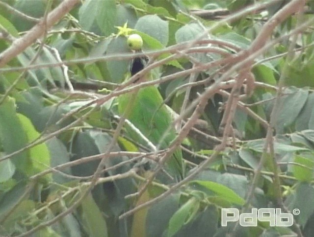 Jerdon's Leafbird - ML200988571