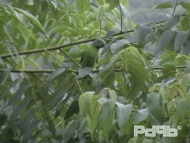 Папужець зеленошиїй - ML200988611