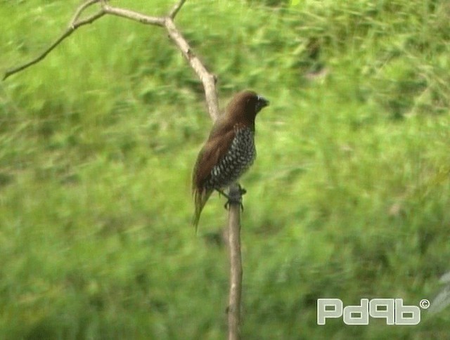 Scaly-breasted Munia (Checkered) - ML200988721