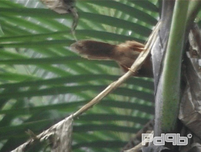 Orange-billed Babbler - ML200988741