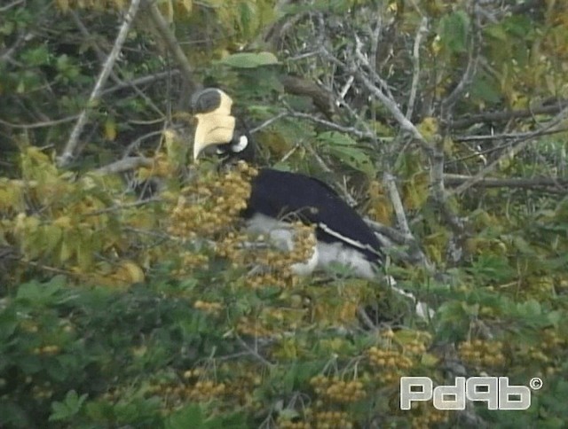 Malabar Pied-Hornbill - ML200988761