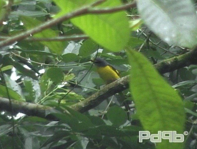 Orange Minivet - ML200988821