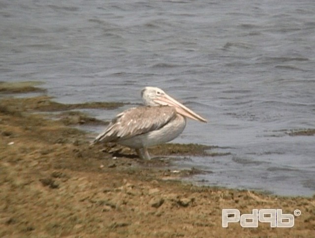 Spot-billed Pelican - ML200988901