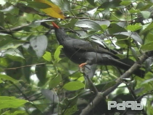 Square-tailed Bulbul (Sri Lanka) - ML200988951