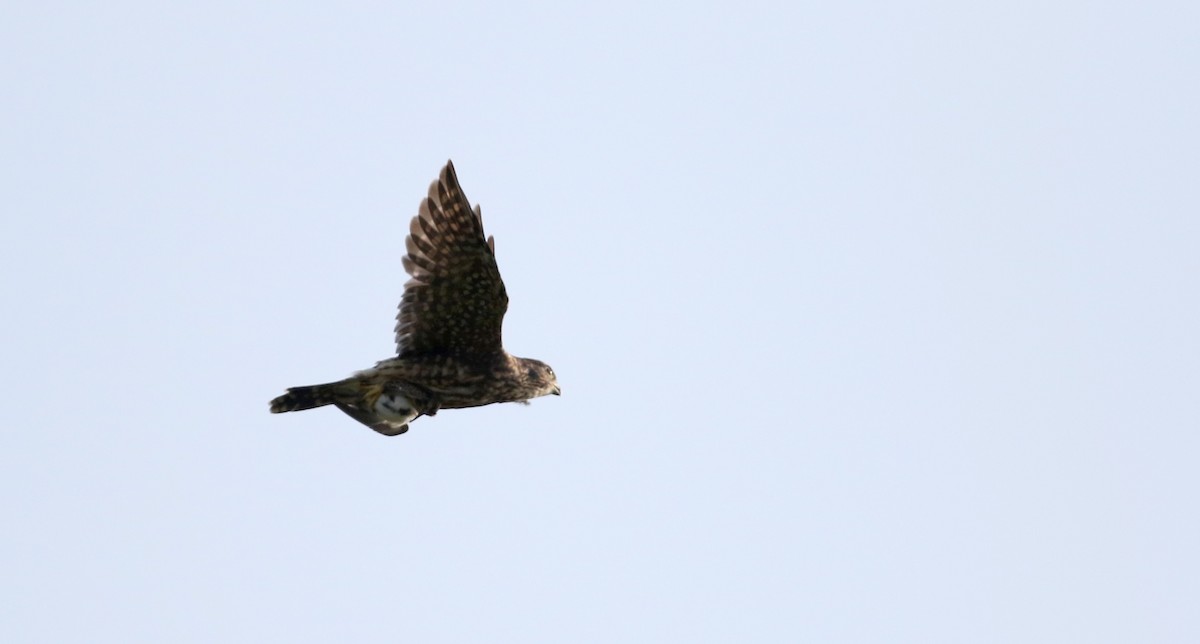 コチョウゲンボウ（columbarius） - ML20098931